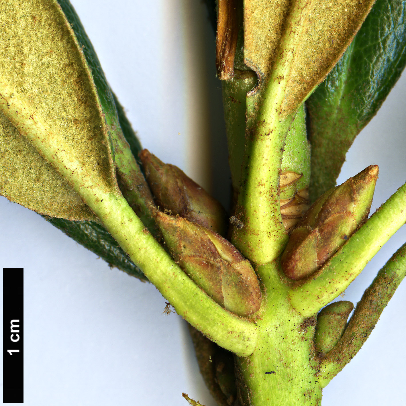 High resolution image: Family: Ericaceae - Genus: Rhododendron - Taxon: alutaceum - SpeciesSub: var. russotinctum Triplonaevium Group High resolution image: Family: Ericaceae - Genus: Rhododendron - Taxon: alutaceum - SpeciesSub: var. russotinctum Triplonaevium Group